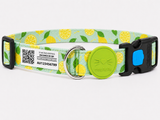 COMBO GATO - CORREA + LOCALIZADOR CON CÓDIGO QR